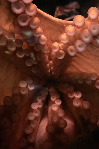 © Federica Torrenti